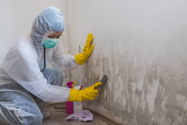 Best Insurance-Related Mold Remediation in Crystal Falls, MI